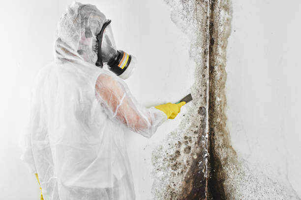 Best Attic Mold Removal  in Martinsburg, WV