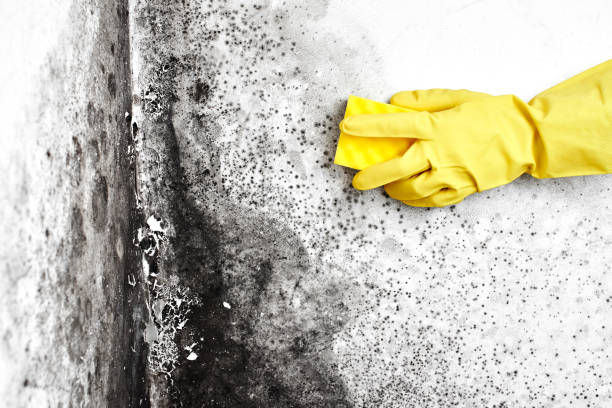 Best Local Mold Removal Service  in Martinsburg, WV