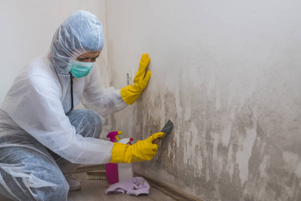 Best Commercial Mold Removal  in Martinsburg, WV