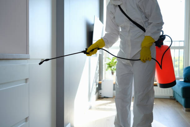 Best Same-Day Mold Removal  in Martinsburg, WV