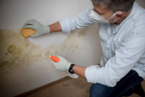 Best Best Mold Removal Companies  in Martinsburg, WV