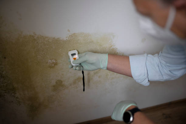 Best Mold Remediation  in Martinsburg, WV