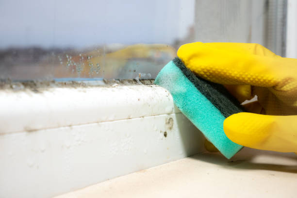 Best Toxic Mold Removal  in Martinsburg, WV