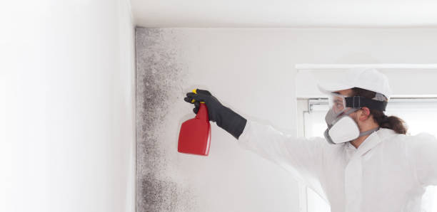 Best Residential Mold Removal  in Martinsburg, WV