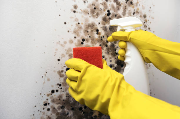 Best Office Mold Removal Services  in Martinsburg, WV