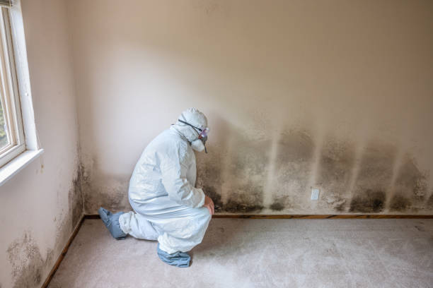 Professional Mold Removal in Martinsburg, WV