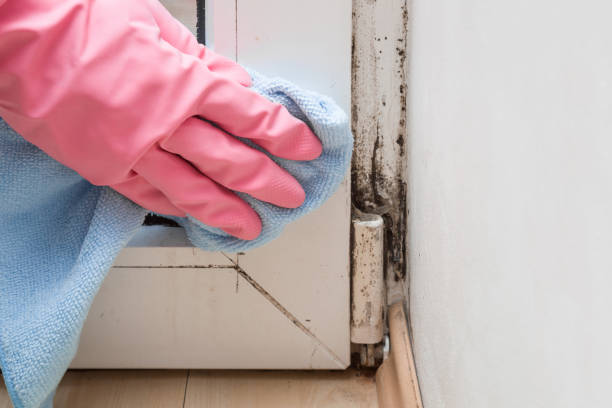 Best Office Mold Removal Services  in Martinsburg, WV